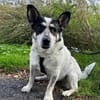 Tommy- kleiner lieber Wirbelwind