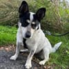 Tommy- kleiner lieber Wirbelwind