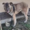 EMILIA - sucht Familienanschluss