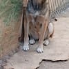 EMILIA - sucht Familienanschluss
