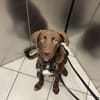 Theo sucht ein Zuhause