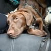 Theo sucht ein Zuhause