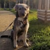 Knopfauge Cedric sucht dich!