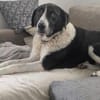 Grace sucht ihr Für-Immer-Zuhause