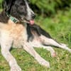 Grace sucht ihr Für-Immer-Zuhause