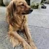 Amon ist ein wunderschöner, toller Kerl!
