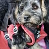 Yorki Baby Felix  in 34471 Volkmarsen