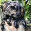 Yorki Baby Felix  in 34471 Volkmarsen