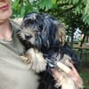 Yorki Baby Felix  in 34471 Volkmarsen