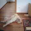 Cory, Foxterrier-Mix, sucht ein Zuhause