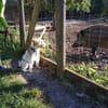 Cory, Foxterrier-Mix, sucht ein Zuhause
