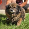 Milo, ein knuffiges Zwerglein