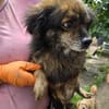 Milo, ein knuffiges Zwerglein