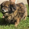 Milo, ein knuffiges Zwerglein