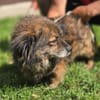 Milo, ein knuffiges Zwerglein