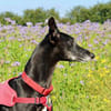 Primavera - Labrador unter den Galgos