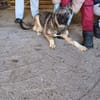 Freundliche ROSE sucht ihre Menschen!