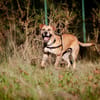 PONGO