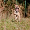 PONGO