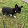 Fifi
