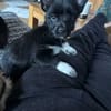 Fifi