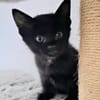 OLIVER