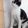 CHOUPETTE