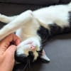 CHOUPETTE
