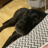 Marmite