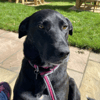 Marmite