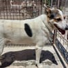 BALU', cerca casa