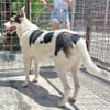 BALU', cerca casa