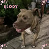 ELODY