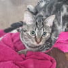Freya