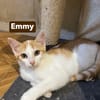 Emy