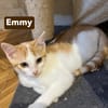 Emy