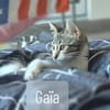 Gaia