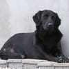 Blacky  startklar für seine Menschen 🌞