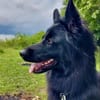 Bodhi  Wirbelwind sucht Körbchen❤