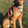 Freddi  ein richtig toller Hundekumpel