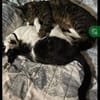 Lilly & Frankie Verschmustes Dreamteam