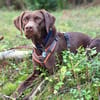 Pippa - aufmerksame Sportskanone