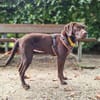 Pippa - aufmerksame Sportskanone