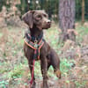 Pippa - aufmerksame Sportskanone