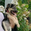 Mia - Welpe vom Müllplatz