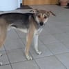 Trusky-Fröhliche Ohren suchen neue Couch