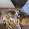 Trusky-Fröhliche Ohren suchen neue Couch