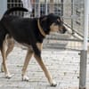 Slouber ist ein unkomplizierter Rüde