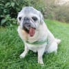 Kiba - Mops-Omi