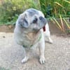 Kiba - Mops-Omi